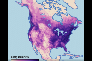 Where 19 Different Types of Berries Native to North America Grow