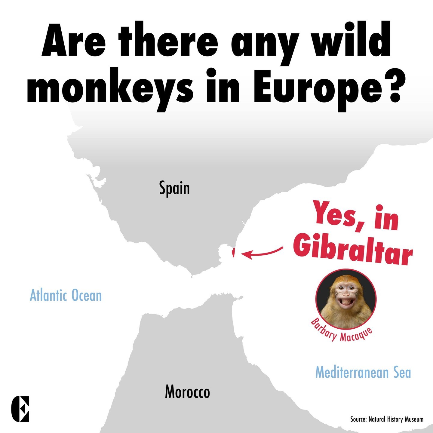 Are there any monkeys in Europe?