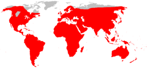Map Showing Where Rats Live In The World - Brilliant Maps